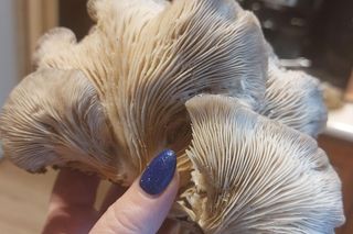 Grzybobranie w zimie w Lubuskiem