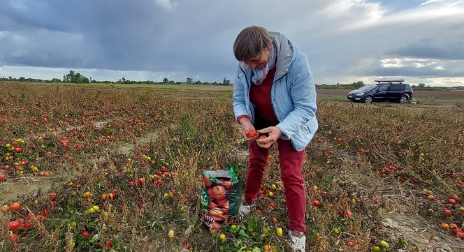 Samozbiory pomidorów na plantacji w Niewirkowie cieszą się powodzeniem