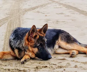 Pies pogryzł rowerzystę. Kto winien? Pies czy właściciel?