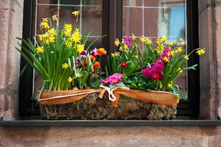 Wiosenne kompozycje kwiatowe do domu, na balkon i taras