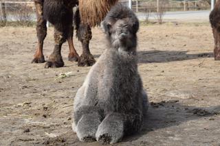 Galia - nowy wielbłąd w poznańskim ZOO