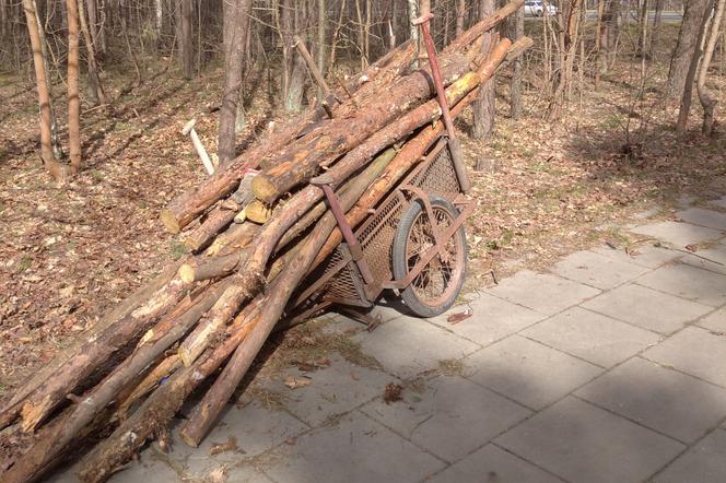 Kradzież drewna z lasu