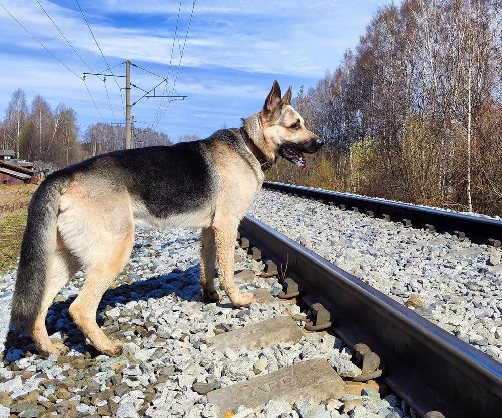 Ratował psa, który wszedł na tory. Pociąg potrącił 47-latka. Koszmar we Wrocławiu
