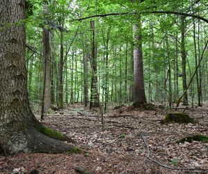 Utworzono Rezerwaty „Góra Skarbowa” i „Uroczysko Tumlińskie”