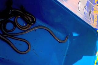 Padalce napędziły strachu hydraulikowi