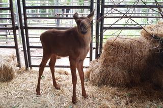 Mała samiczka łosia zgubiła mamę. Schronienie znalazła w bydgoski zoo [ZDJĘCIA, WIDEO]