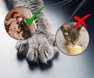 Fakty i mity o kotach. Tego mogłeś nie wiedzieć!