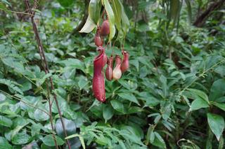 Palmiarnia w Poznaniu