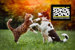 Kawałek historii polskiego rapu na wyciągnięcie ręki! Schronisko poinformowało o nietypowej zbiórce