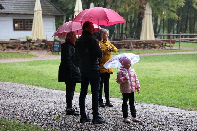 Tak ongiś siekano kapustę w woj. lubelskim. „Obieraczki kapuściane” w Muzeum Wsi Lubelskiej