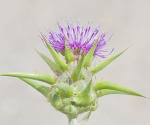 Ostropest plamisty i jego cudowne właściwości. To prawdziwy sprzymierzeniec wątroby