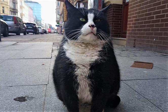 Kot Gacek nie będzie miał pomnika. Jest za mało "zabytkowy"