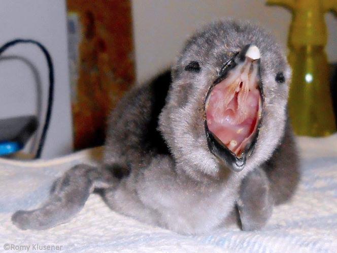 Pingwin Janush