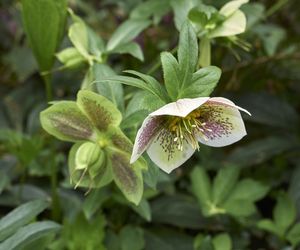 Ciemiernik wschodni - Helleborus orientalis