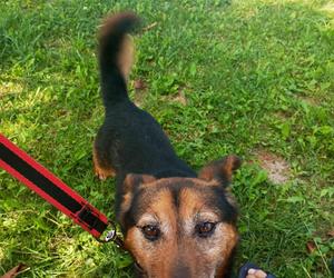 Pet Patrol Rybnik pojechał do Żor. Czym zawiniły te dwie niewinne istoty?