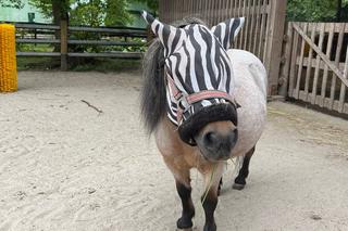 Ni to zebra, ni to koń. Wszystkiemu winne są... owady