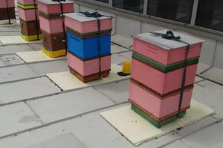 Na dachu budynku AGH zamieszkały... pszczoły [AUDIO, WIDEO]