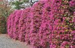 Loropetalum chińskie