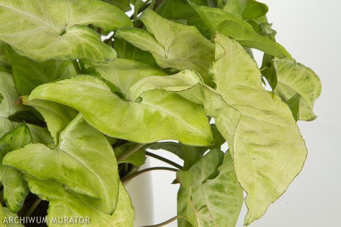 Syngonium