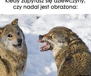 Memy o dziewczynach