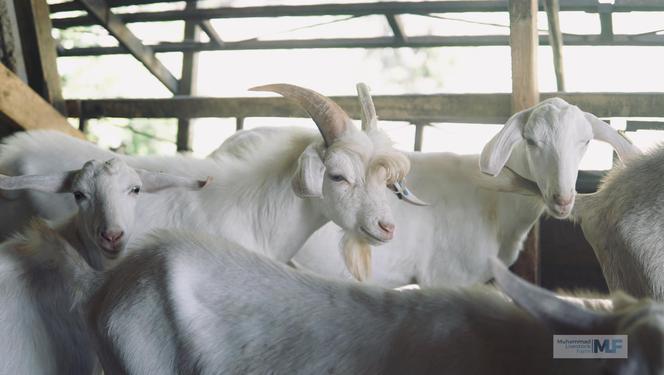 Miss koza! Nowa gwiazda sieci 