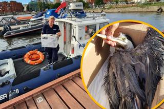 Wycieńczona czapla znalazła się w pułapce. Ptakowi pomogli policyjni wodniacy ze Szczecina