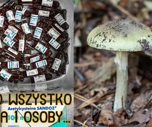 Obłędne ilości leku. Tak wygląda leczenie po zatruciu muchomorem