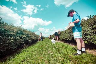 Samozbiór na plantach Jagodowe pole w powiecie opatowskim