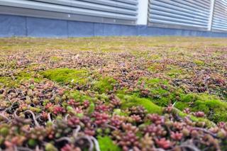 Zielony dach szpitala w Lublinie