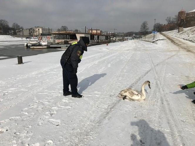 Tak Pan Zbyszek ze straży miejskiej ratował łabędzia ze złamaną nogą! [ZDJĘCIA]