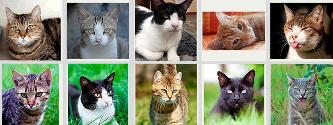 1000 zł za głowę kociego mordercy