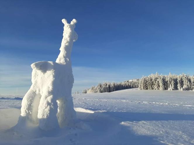 W Beskidach pojawiła się... żyrafa ze śniegu. To dzieło robi wrażenie 