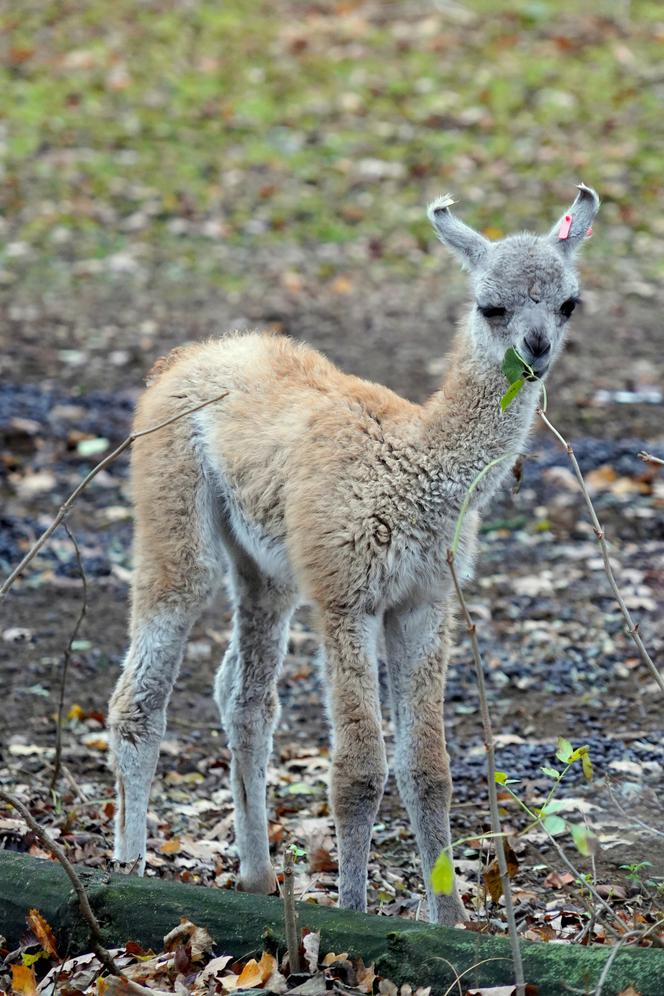 We wrocławskim zoo urodziło się gwanako