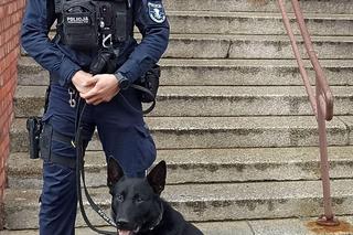 Starszy pan zgubił się na cmentarzu. Czworonożny policjant uratował mu życie