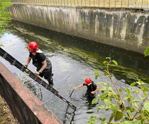 Katowice. Policjanci zatrzymali mężczyznę podejrzanego o zabicie swojego kolegi