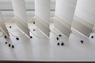 Żadnych much w domu. Przetrzyj ramy okien i drzwi, a owady będą je omijać szerokim łukiem. Odstraszacz na muchy