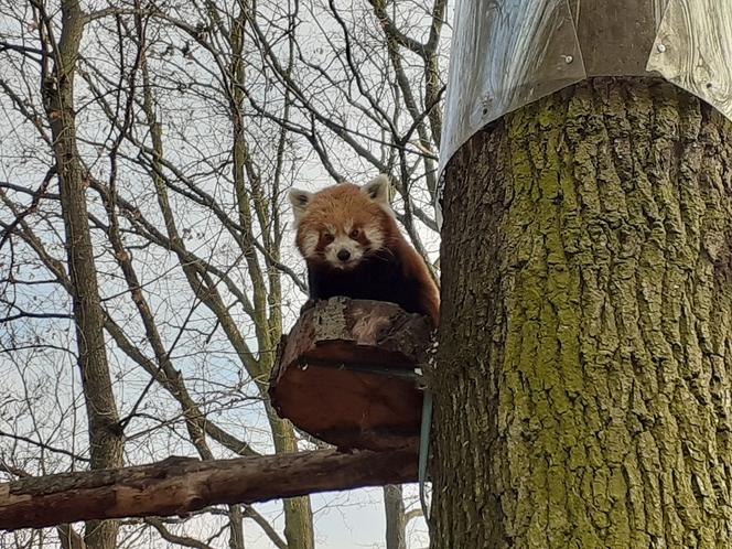 Ogród Zoobotaniczny w Toruniu nie robi sobie wolnego w święta. Warto tu zajrzeć [WIDEO]