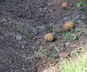 W skansenie w Lublinie pokazali, jak dawniej wyglądały wykopki kartoflane