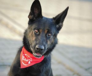 Pies honorowy krwiodawca