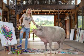 Pigcasso: świnka-malarka sprzedała swój obraz, by pomóc zwierzętom na Ukrainie!