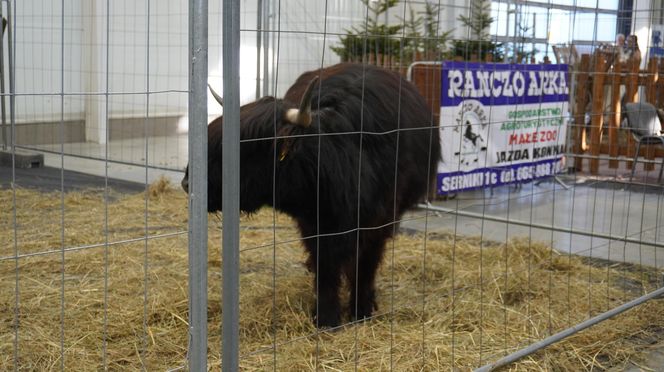 ZOOPARK w Lublinie. „Postawiliśmy na polski las. Chcemy promować nasze zwierzątka”