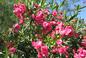 Oleander podlewanie - jak często podlewamy oleander? Czy oleander lubi mokro?