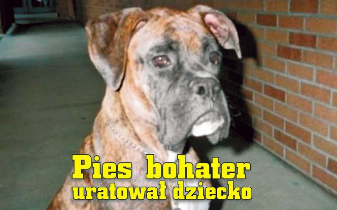Pies bokser bohater uratował dziecko
