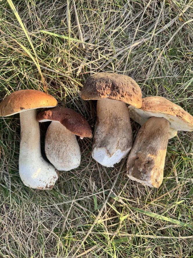 Grzyby w Toruniu