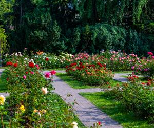 7 najładniejszych ogrodów botanicznych w Polsce. Kiedy je odwiedzić i gdzie są?