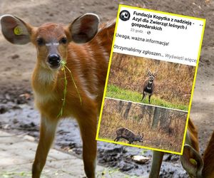 Dzikie zwierzę z Afryki w mazurskich lasach! Uciekło z safari