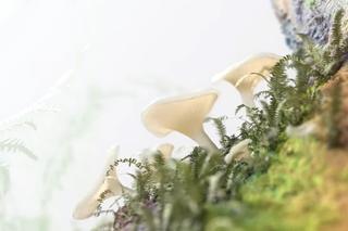 Stworzyli buty zrobione z... grzybów. Zobacz, jak wyglądają!