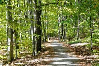 Rowerowy Szlak Orlich Gniazd