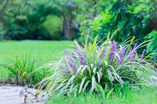 Liriope szafirkowata