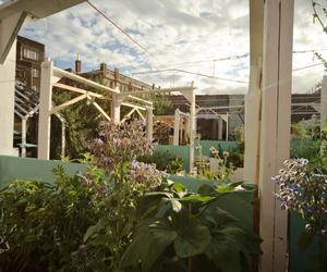Przekierowanie, Urban Physic Garden